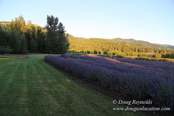Bob's Lavender-8714