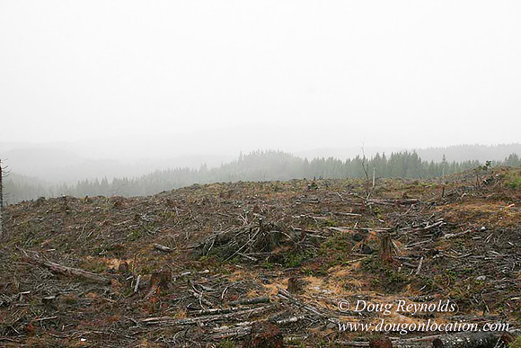 WC Clear Cut 2010-7841