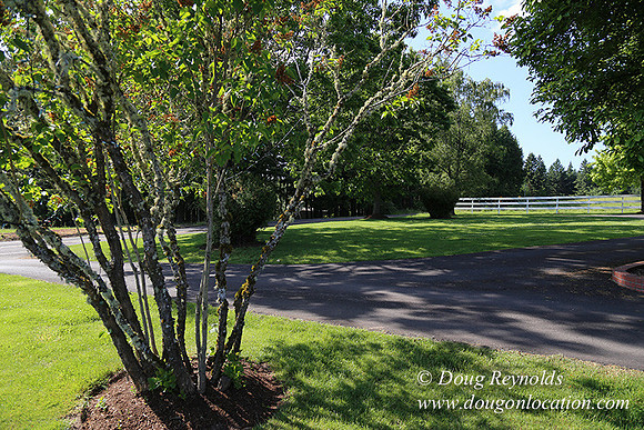 "2 Barns", "2 car garage", "40+ Acres", "PDX Zone", Pool, "White Fence", cows, "farm House", "rap around dive", "well maintained"