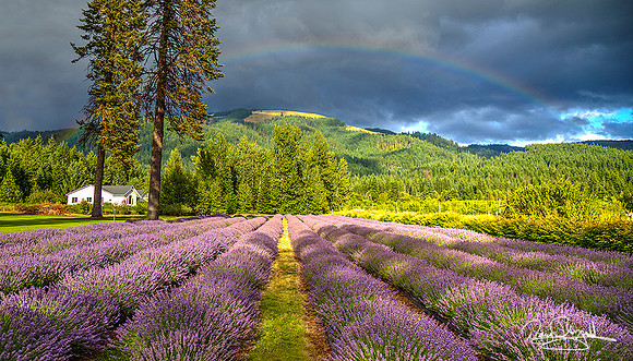 Lavender-ajsrsz14x-H9064BLs