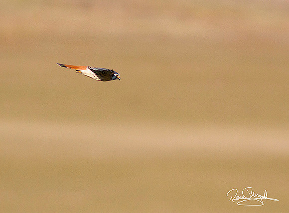 Kestrel