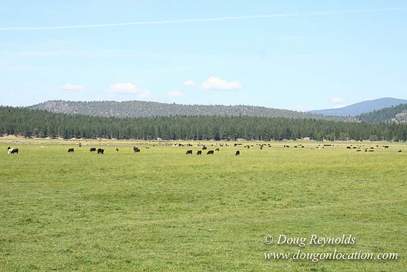 Ranch 18 South side of Hwy  has 2500 Acres of green fields Creeks water crossing Bridges on a Large Lake and miles of Dirt roads Oak trees  Forest land ATV Trails cows