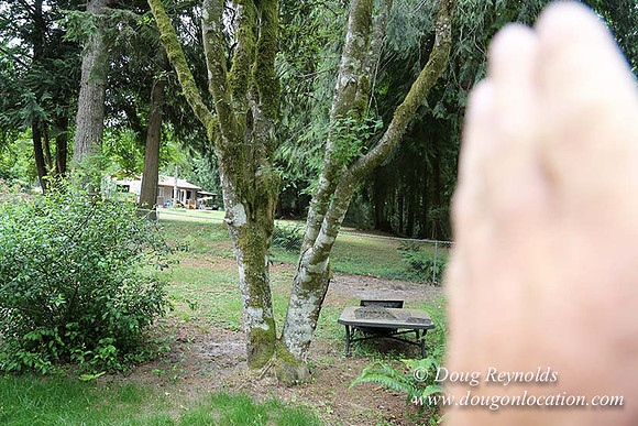 Cabin;  Home;  House; OR, Oregon Yard; deck; green. River,