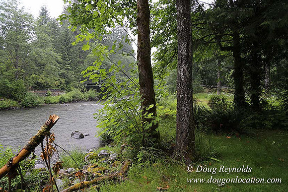 Small, Cabin, Home, River, OR, Oregon, Green, Yard,