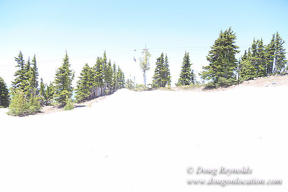 Timber Line-5354