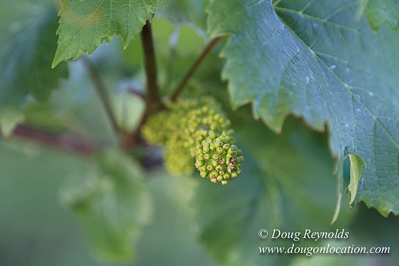 Shaw Tool & Grape-7206