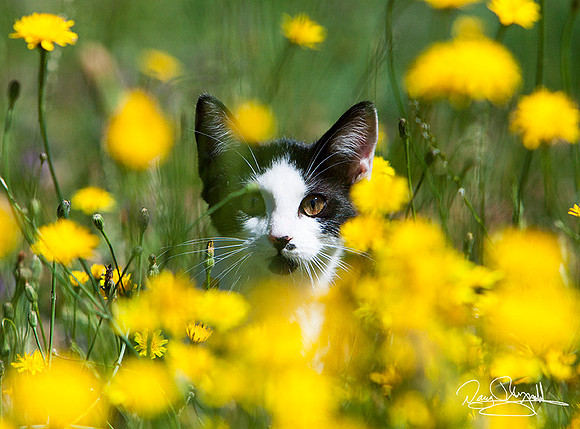 Black & White Cat in Yellow Flowers