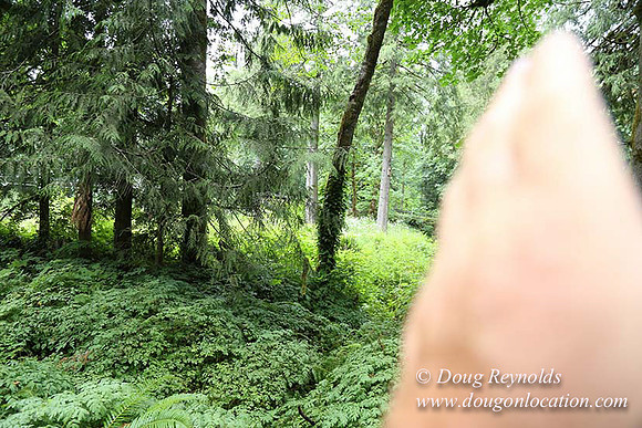 Small, Cabin, Home, River, OR, Oregon, Green, Yard,