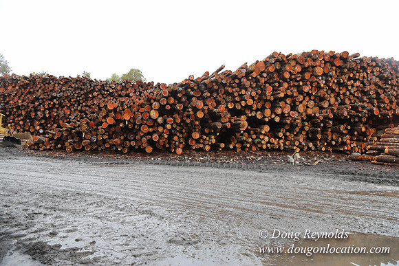 Saw Mill and Lumber Yard