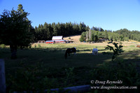 Neil Creek Horses-8539