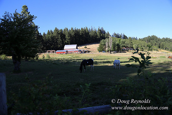 Neil Creek Horses-8539
