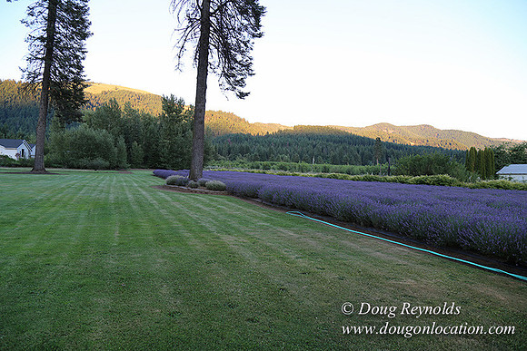 Bob's Lavender-8758