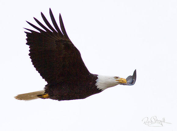 Bald Eagle Flying