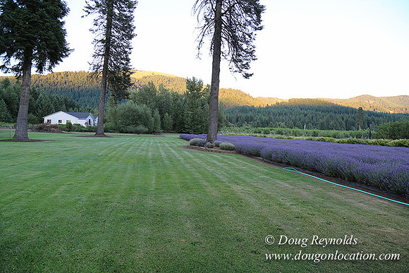 Bob's Lavender-8757