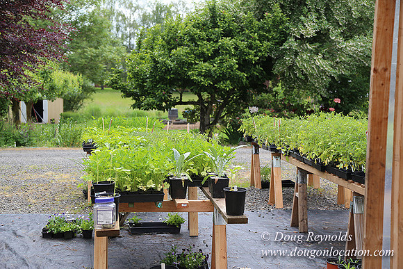 Shere's Garden Flowers & produce