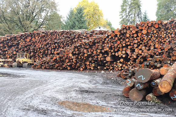 Saw Mill and Lumber Yard