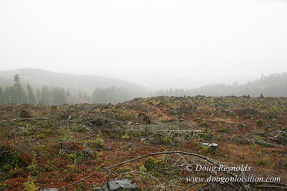 WC Clear Cut 2010-7854