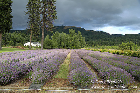 Lavender revisited-9054