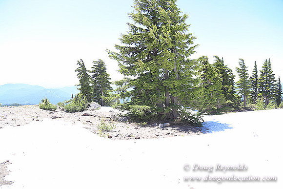 Timber Line-5352
