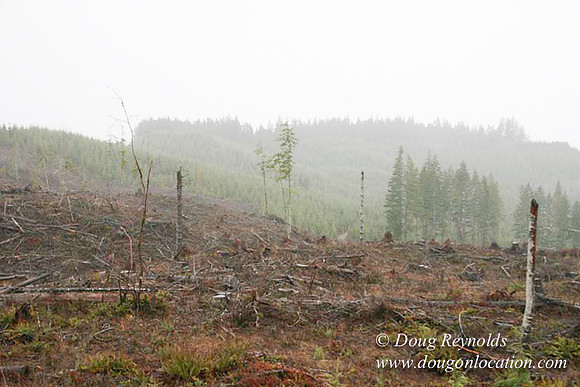 WC Clear Cut 2010-7850