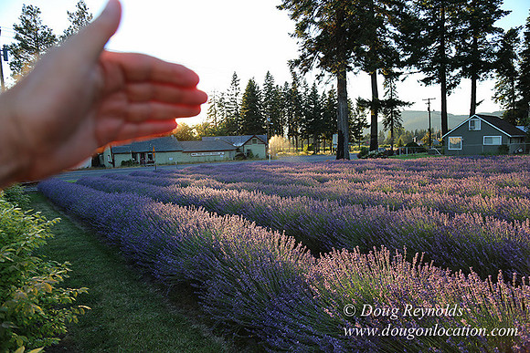 Bob's Lavender-8703