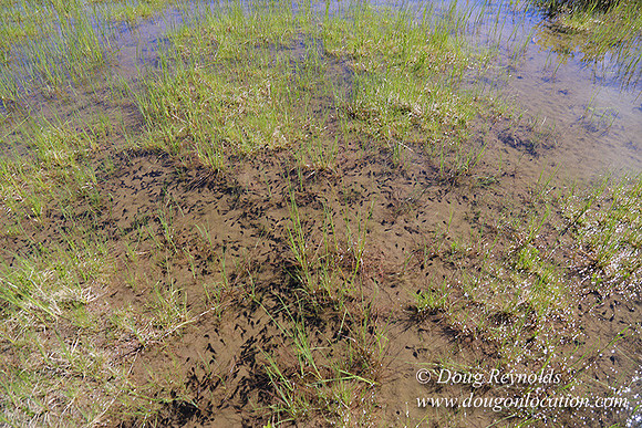 Frog Lake-3472