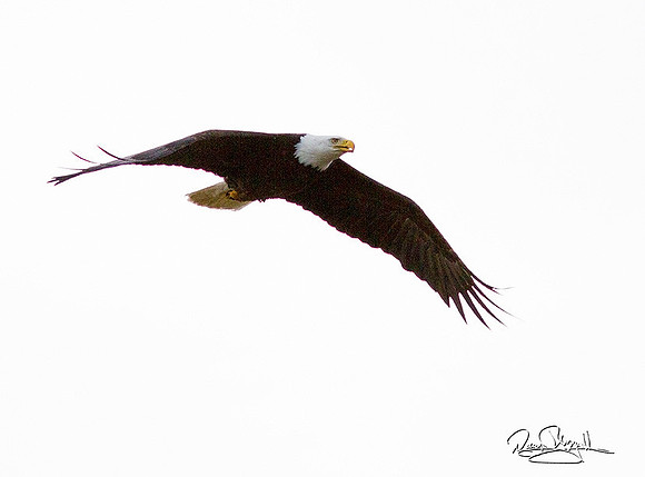 Bald Eagle Flying