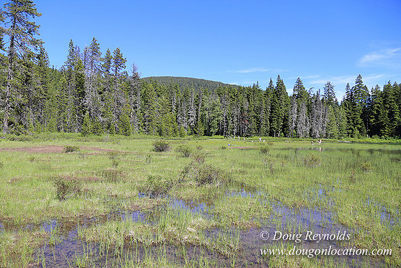 Frog Lake-3475