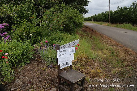 Shere's Garden Flowers & produce