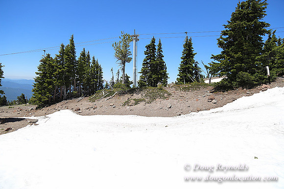 Timber Line-5366
