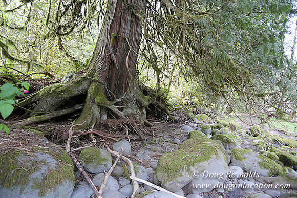 Brians River Side-0022
