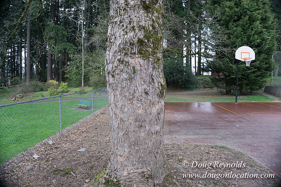 Sellwood Park-2355