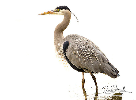 GB heron-ajsrszsg-H1764
