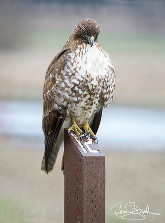 Hawk on Post-ajsrszsg-V1784