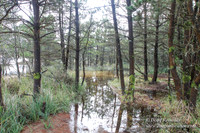 Houser Dune-4904
