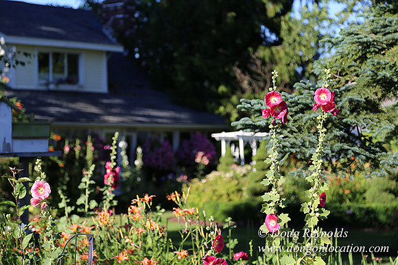 Patricks Farm Well maintained property, Lots of flowers Old Barn Farm House fruit trees Berries, Goats, Chicken’s, Turkey,