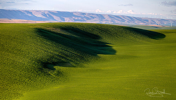 Green Wheat Fields & Turbines
