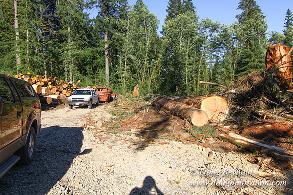 Craig Logging-3161