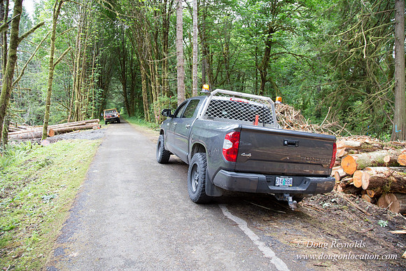 logging