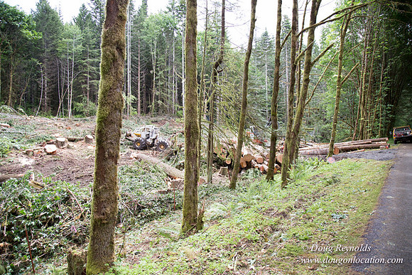logging
