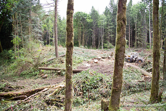 logging