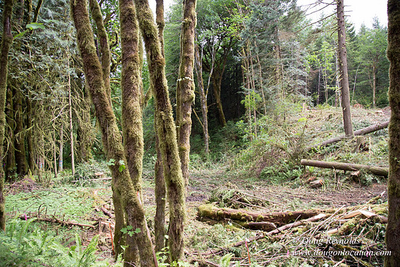logging