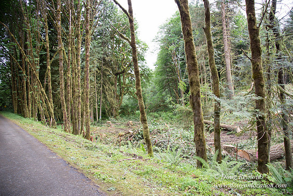 logging