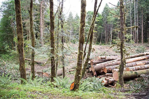 logging