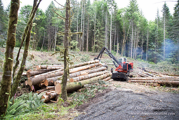 logging