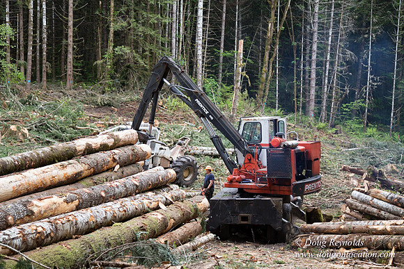 logging