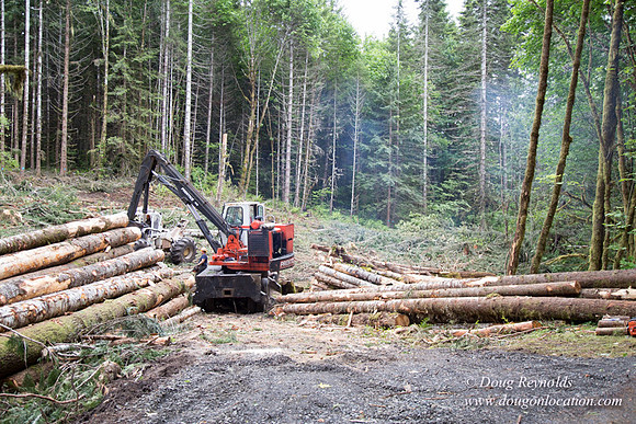 logging