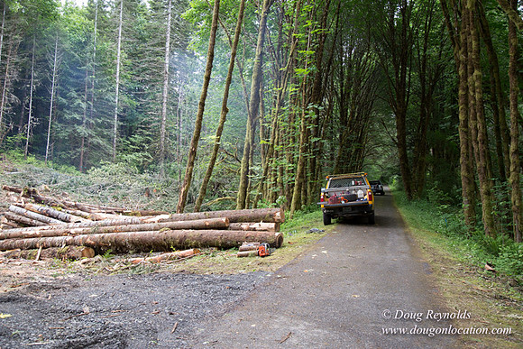 logging