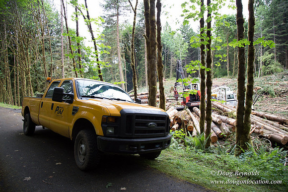 logging