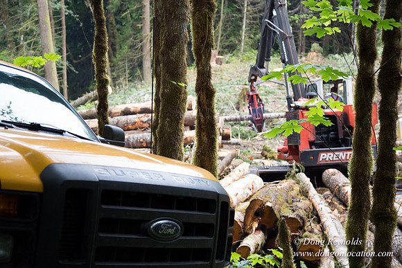 logging
